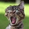 chat