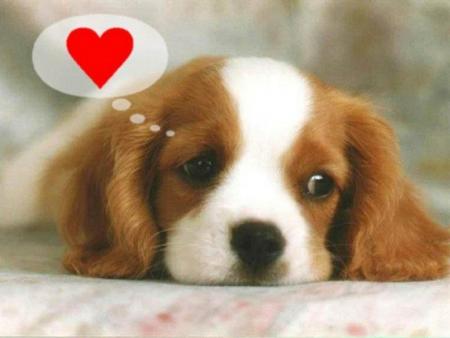 mon chien