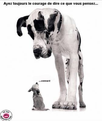 chien