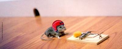 souris