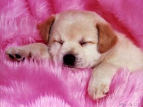 chien